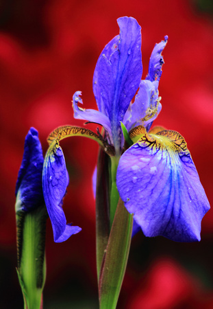 Blue Flag Iris with Rhododendron backdrop