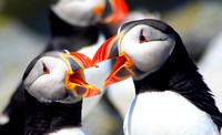 Atlantic Puffins with beaks open