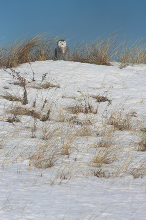 Snowy Owl on Dune Salisbury Beach