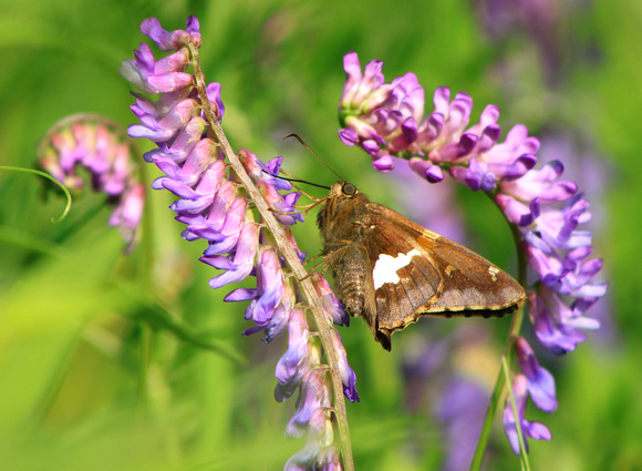 Silver Spotted Skipper on Vetch