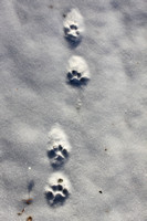 Wildlife Tracks and Sign (UNDER CONSTRUCTION)