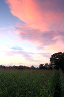 Maple Lane Corn Field Sunset