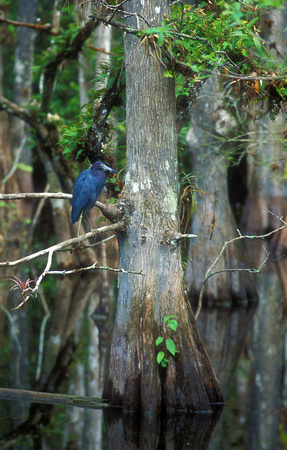Little Blue Heron in Cypress Swamp