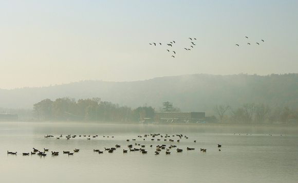 Turners Falls Power Canal Waterfowl in Morning Fog