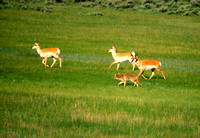 Pronghorn Antelopes Harrassed by Coyote