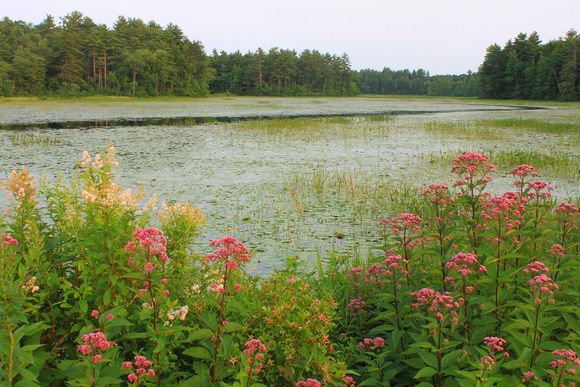 Lake Rohunta Summer Wildflowers