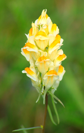 Butter and Eggs Toadflax