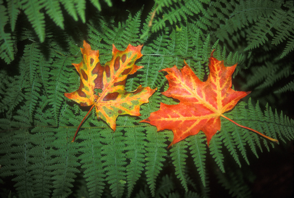 Maple Leaves on Fern