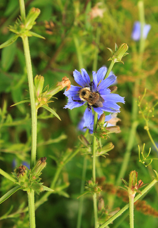 Chicory and Bee
