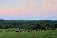 Perkins Farm Cows and Evening Sky