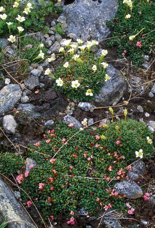 Diapensa Alpine Azelea alpine community