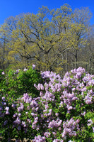 Arnold Arboretum Lilacs Leafout