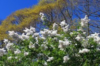 Arnold Arboretum Lilacs