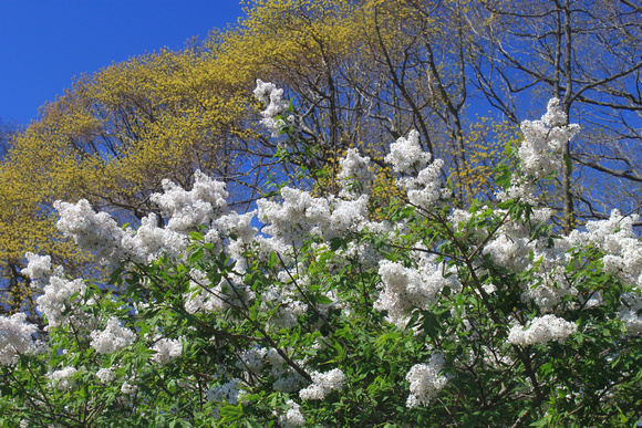 Arnold Arboretum Lilacs