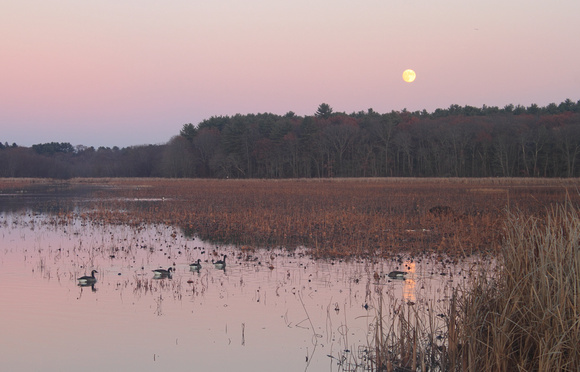 Great Meadows National Wildlife Refuge Moonrise and Gees