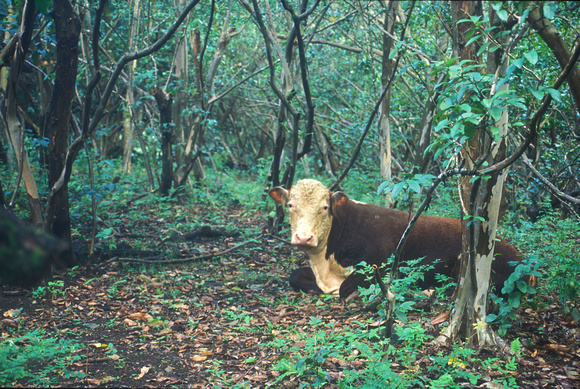 Pipiwai Falls Trail Feral Cow