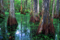 Big Cypress National Preserve Cypress Swamp
