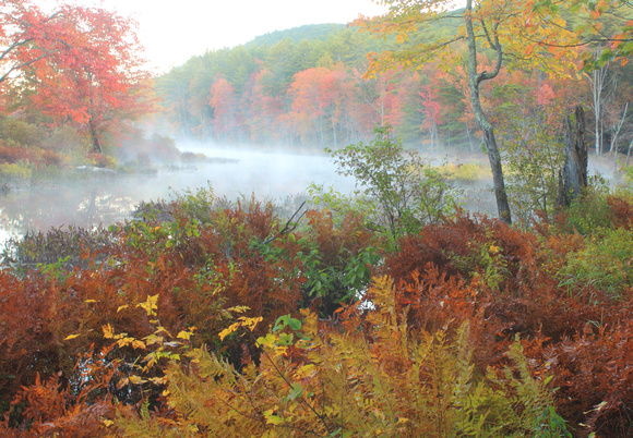 Tully River Fall Foliage Fog