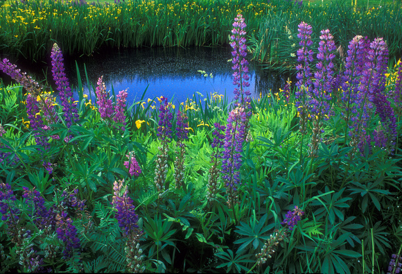 Lupines and Pond
