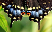 Black Swallowtail Hindwing Detail