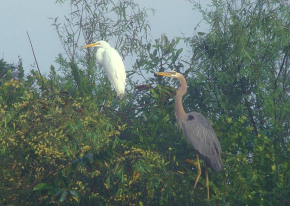 Great Blue Heron and Great Egret