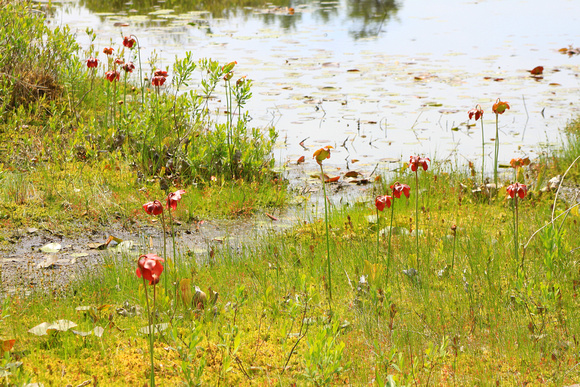 Northern Pitcher Plant Colony at Bog Edge