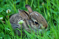 Eastern Cottontail Rabbit baby in grass and clover