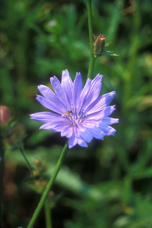 Chicory and fly