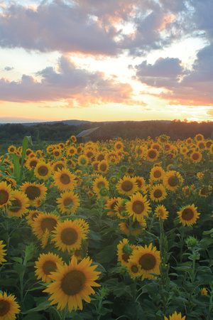 Sunflowers Whately