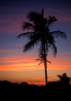 Everglades Flamingo Area Palm at Sunset