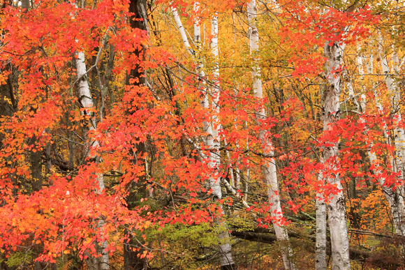Maple Birch Forest