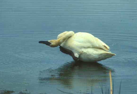 Trumpeter Swan grooming